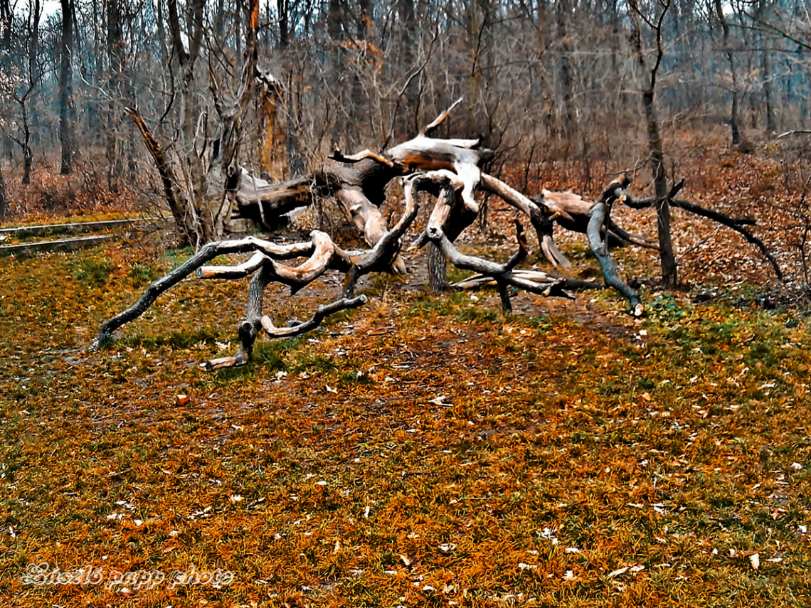 dried-up tree