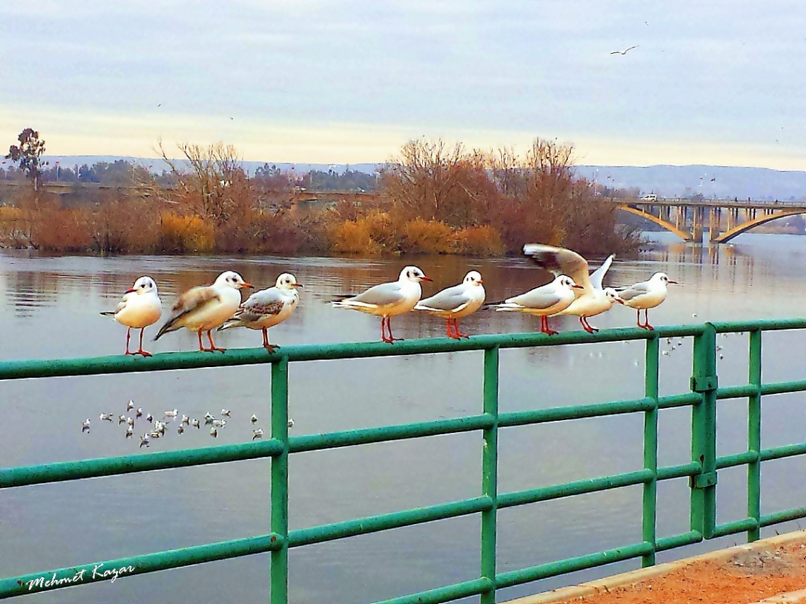 Martılar... Uçuş Hazırlığı