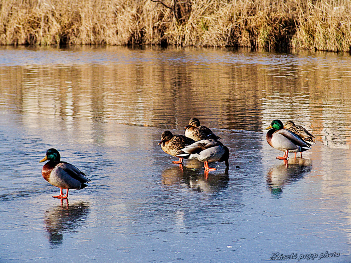  on ice