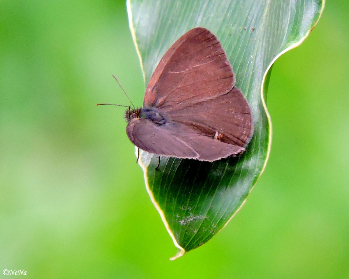 Mini Butterfly