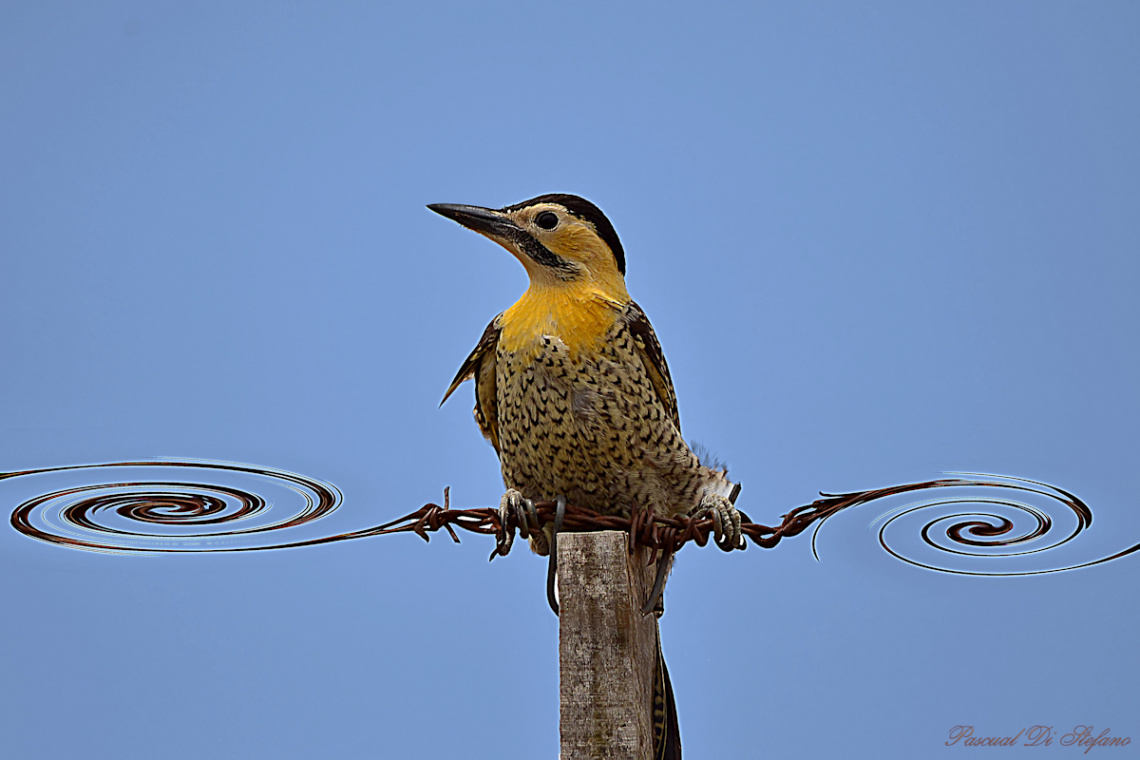 Woodpecker