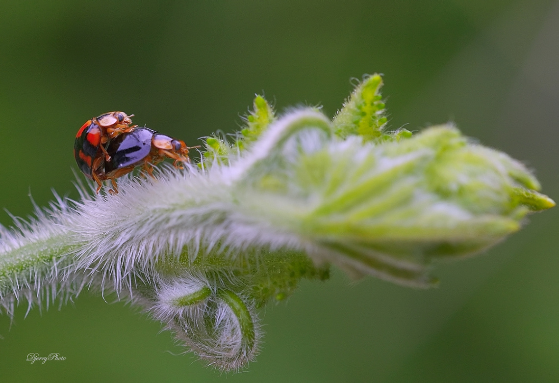 Ladybugs