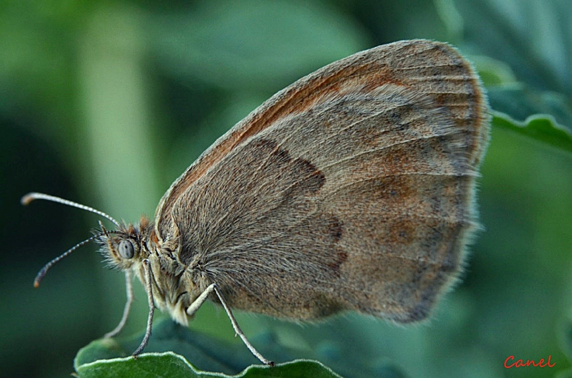 Küçük Zıpzıp Perisi / Coenonympha pamphilus