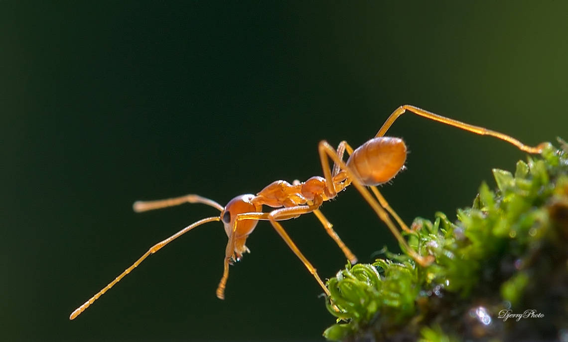 Red Ant