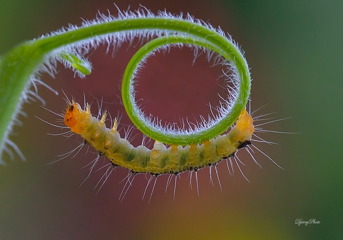 Hairy caterpillar