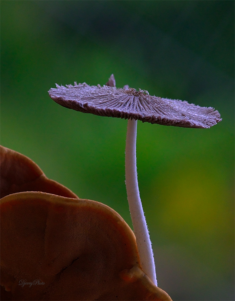 wood fungus