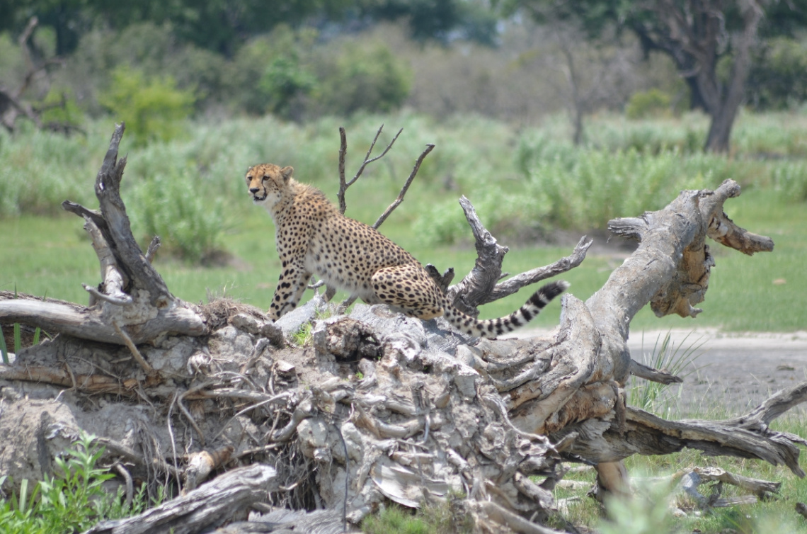 Cheetah