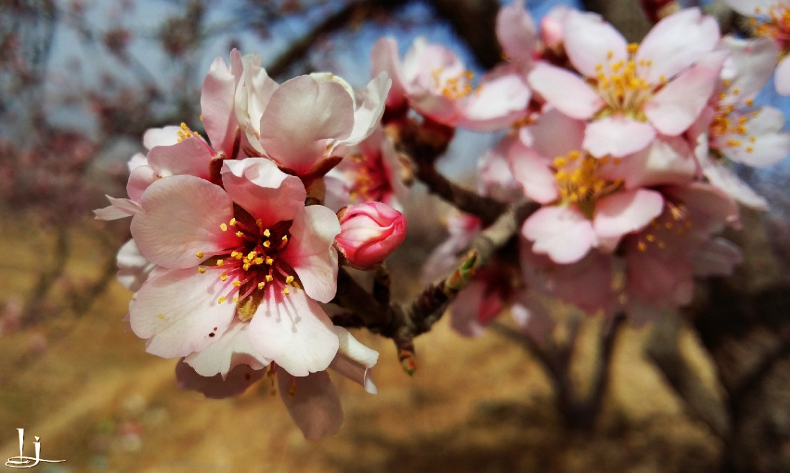 Spring ! Ahoay !!!