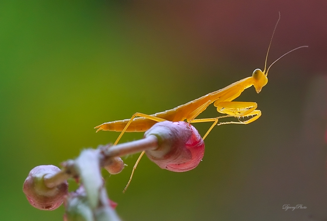 Mini Mantis