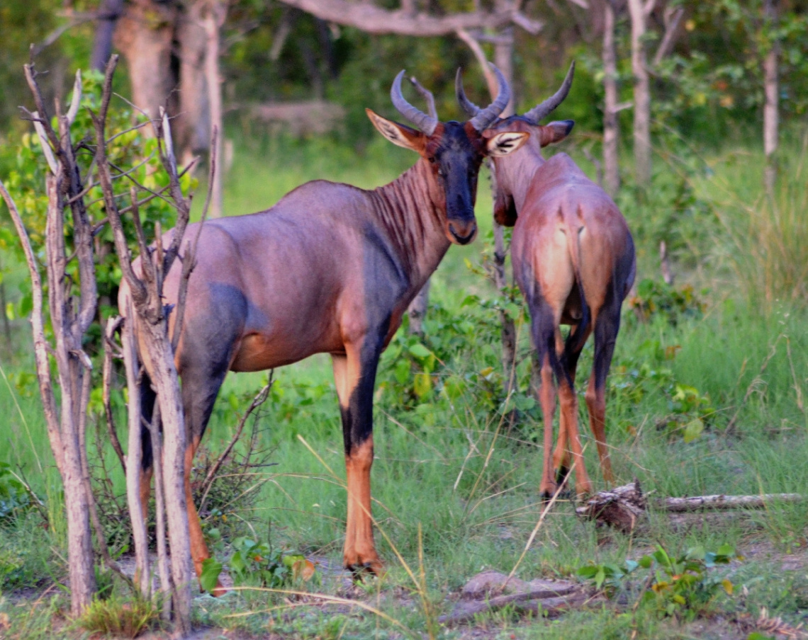 Tsesebe