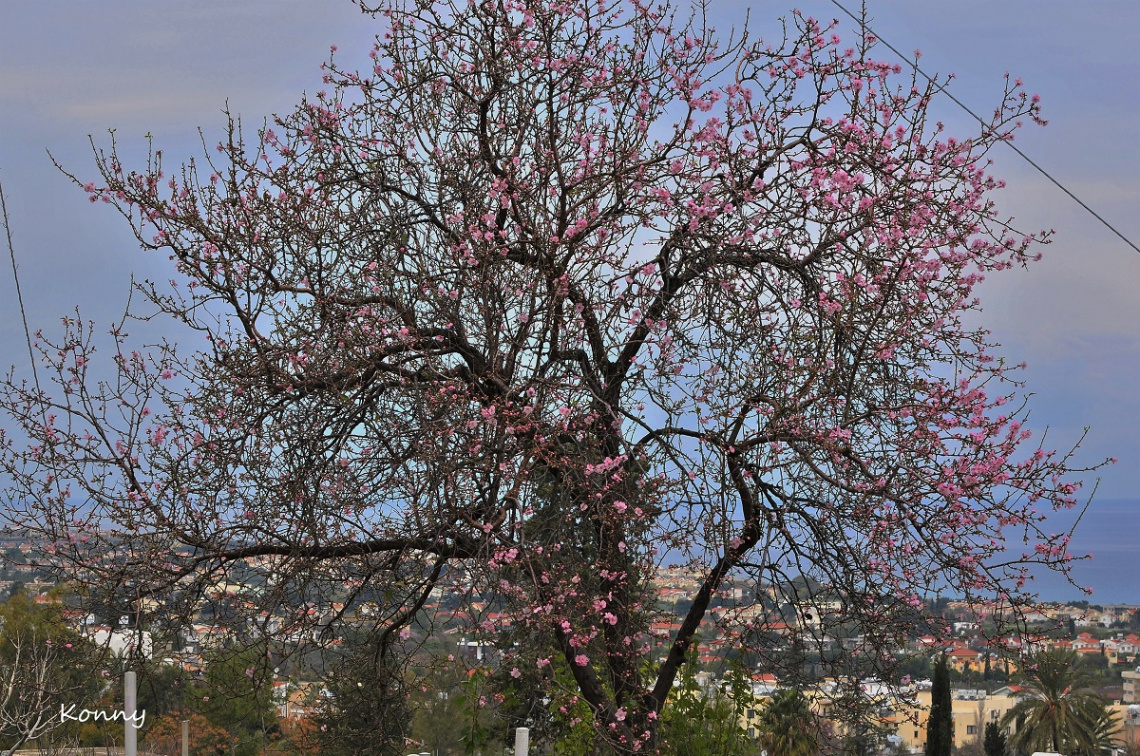 almond tree