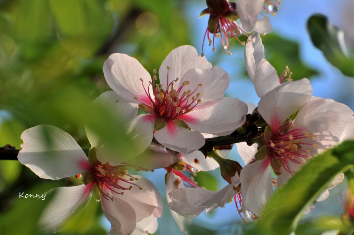 almond flowers 