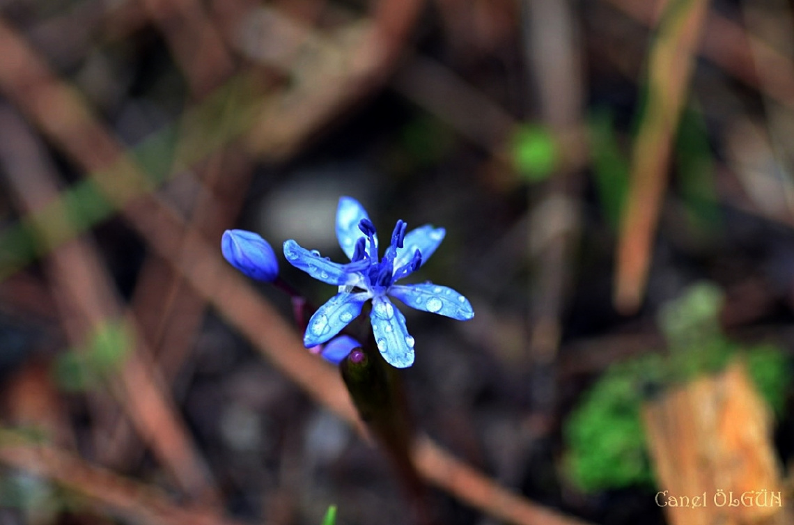 Scilla bifolia (Yıldız sümbülü, orman sümbülü) 