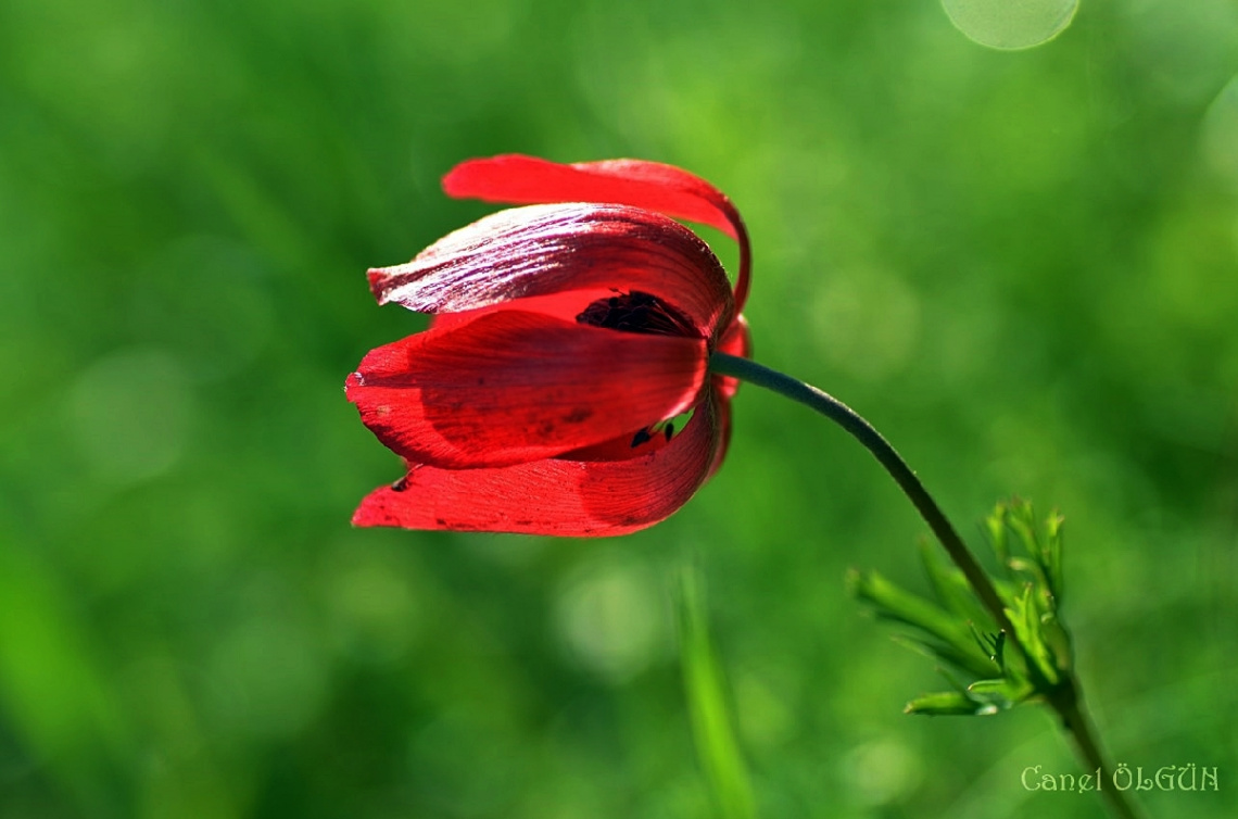 Taçlı Dağ Lalesi (Anemone Coronaria)