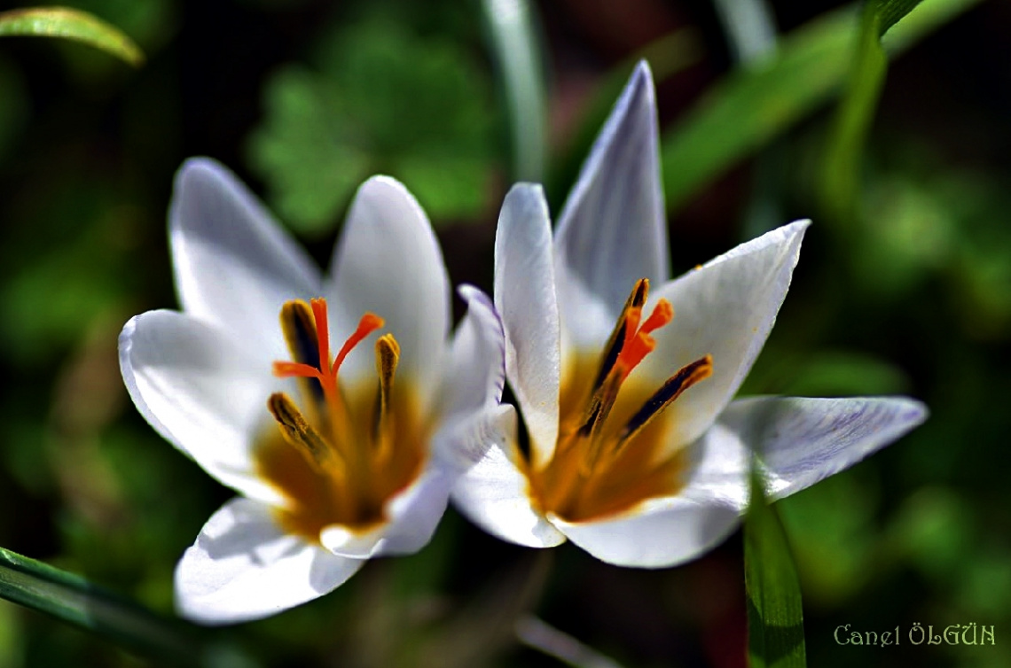 Çiğdem (Crocus)