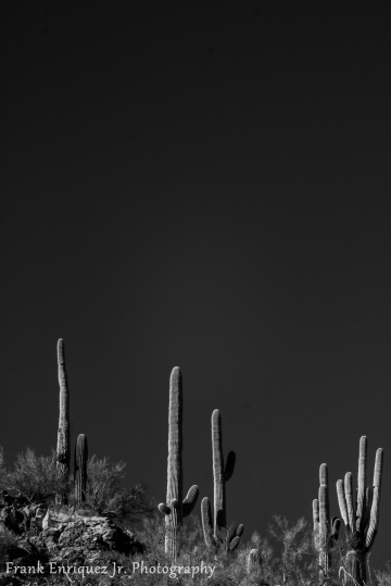 Mighty Sonoran Desert Saguaro Cactus's