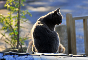 in the afternoon sunshine 