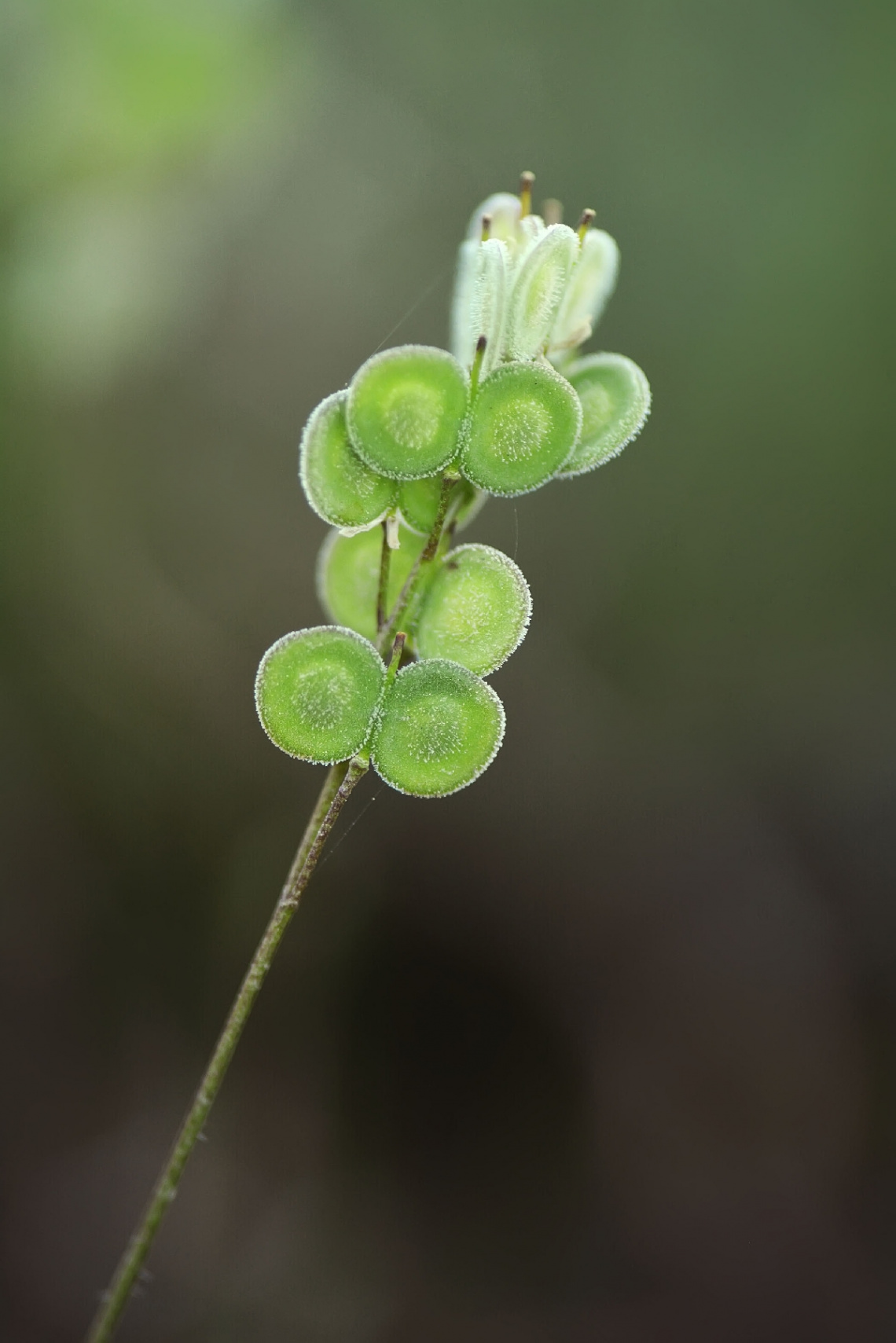 ِAnonymous plant