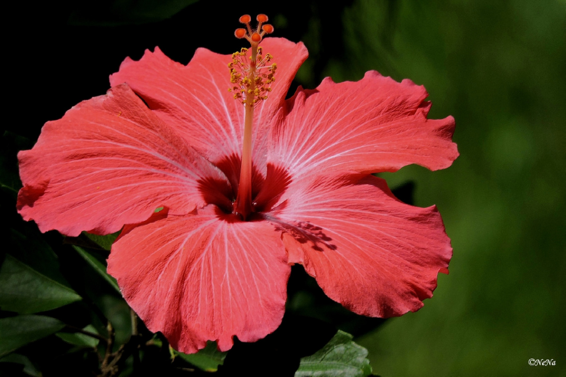 Hibiscus