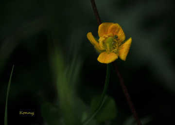 little yellow wildflower