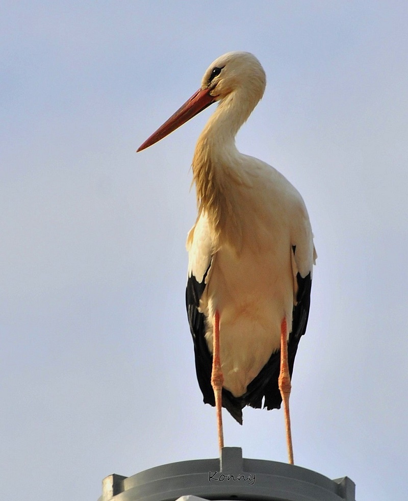 lonely ....  stork on the water tank