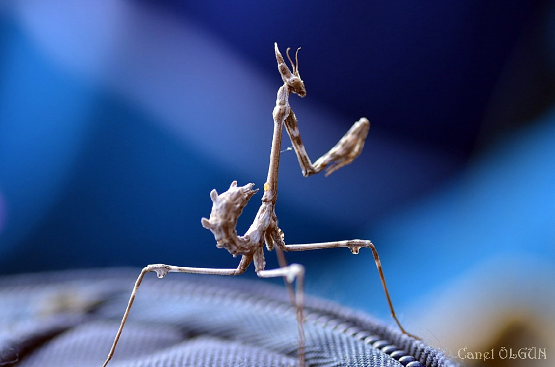 Peygamber Devesi / Conehead Mantis