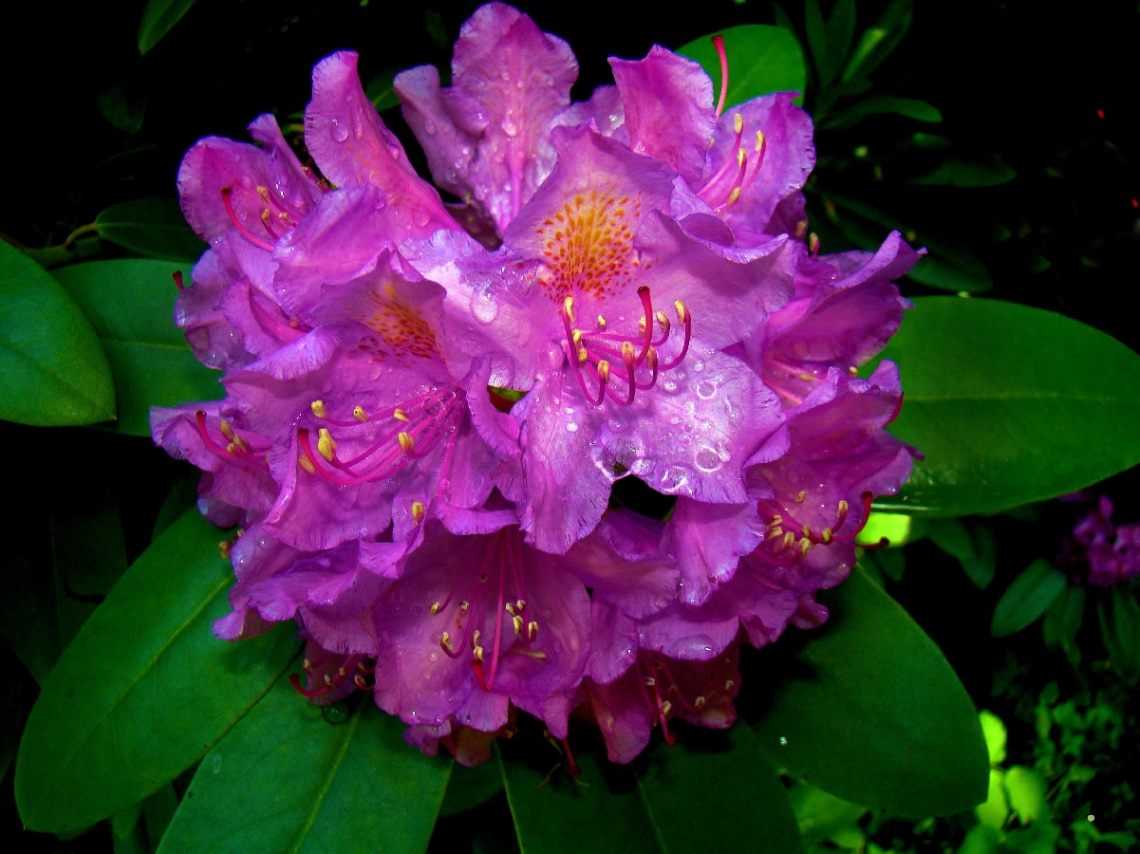 rhododendron 