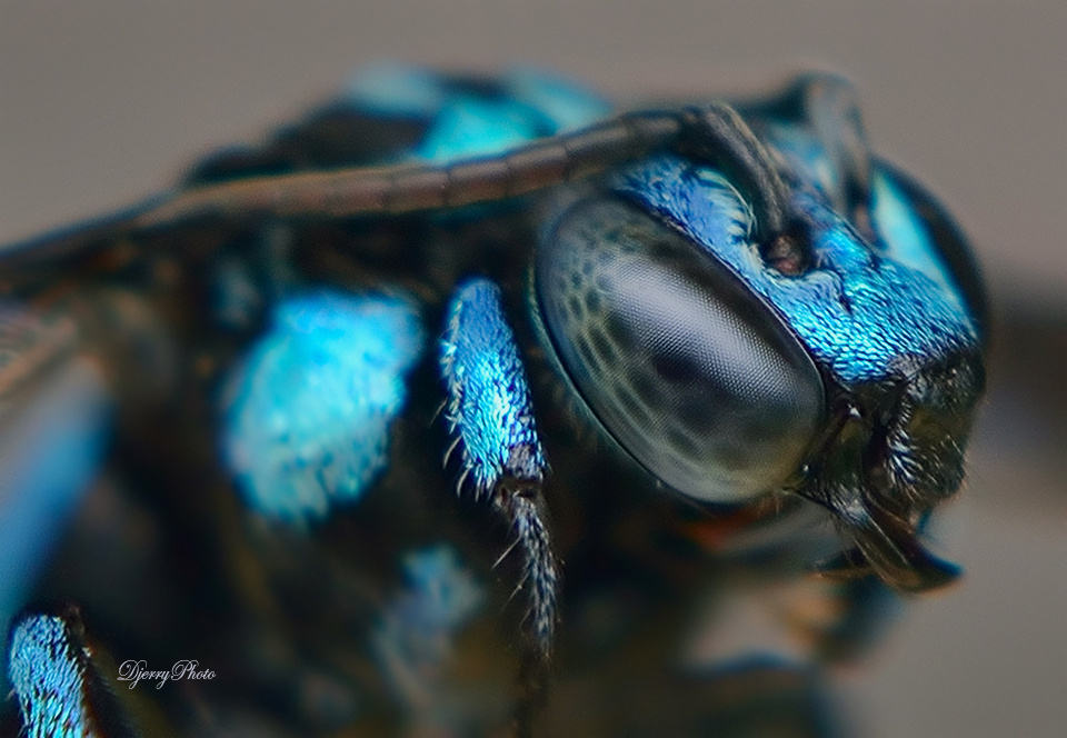 Blue Bee