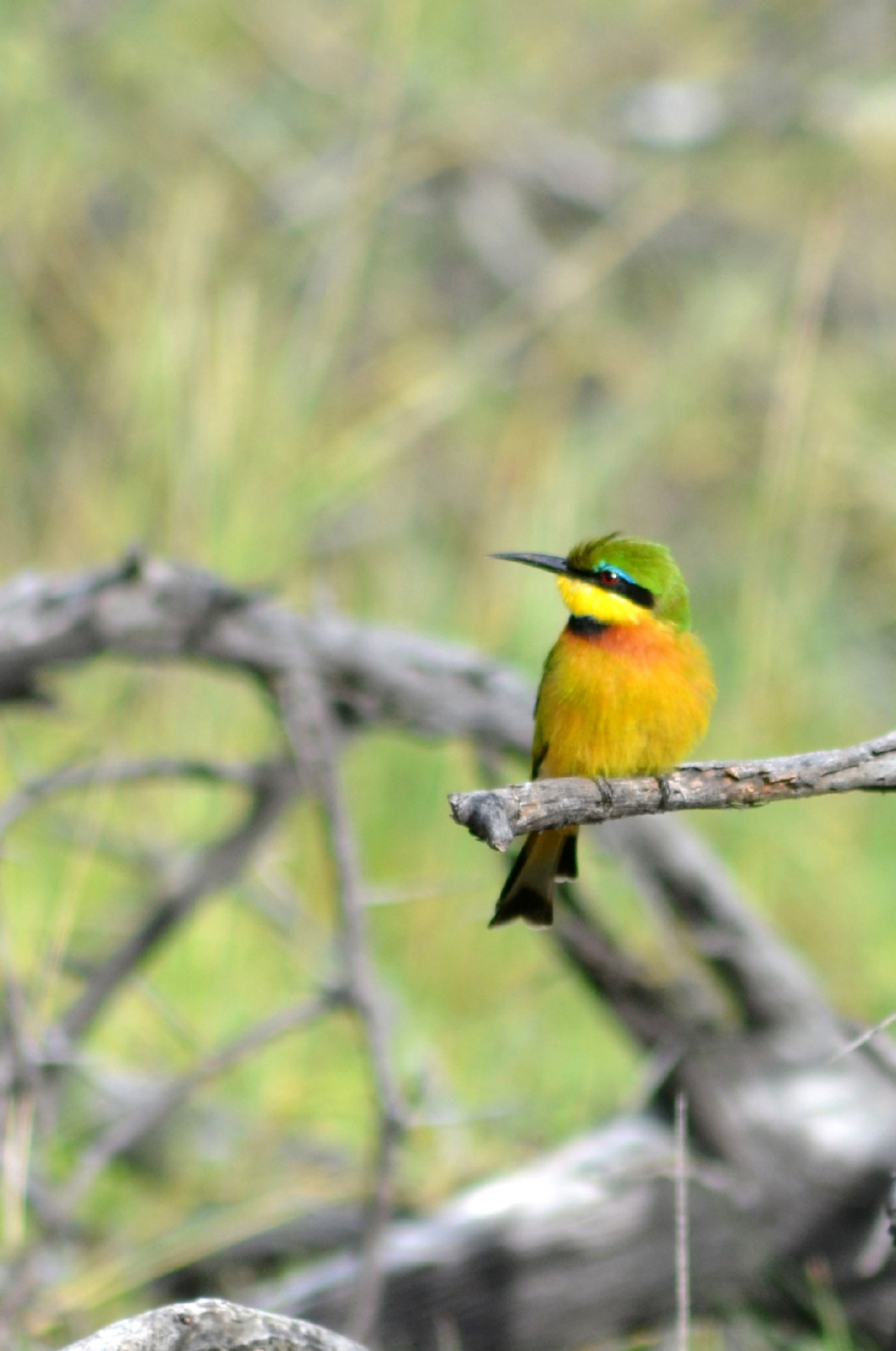 Little Bee eater