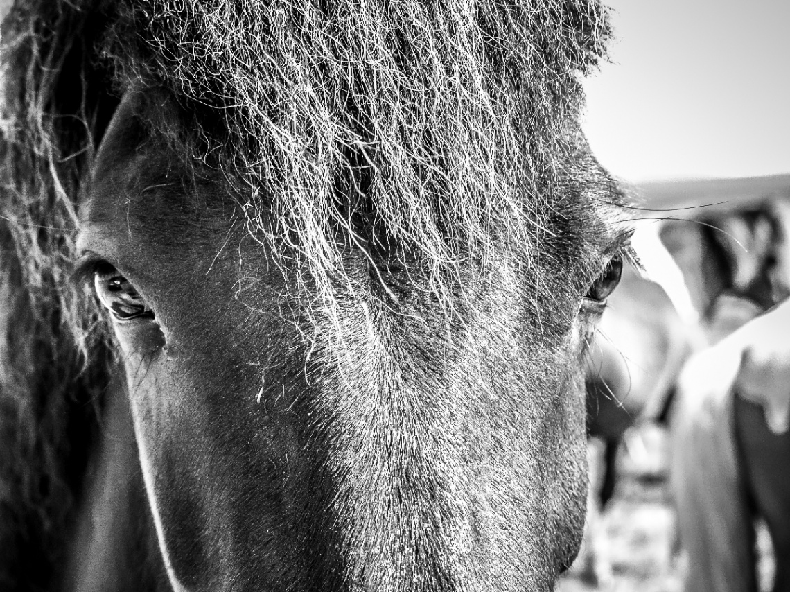 Icelandic horse 2014