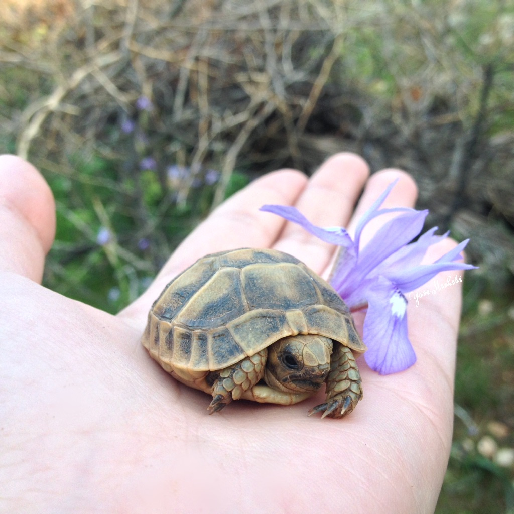 Baby turtle