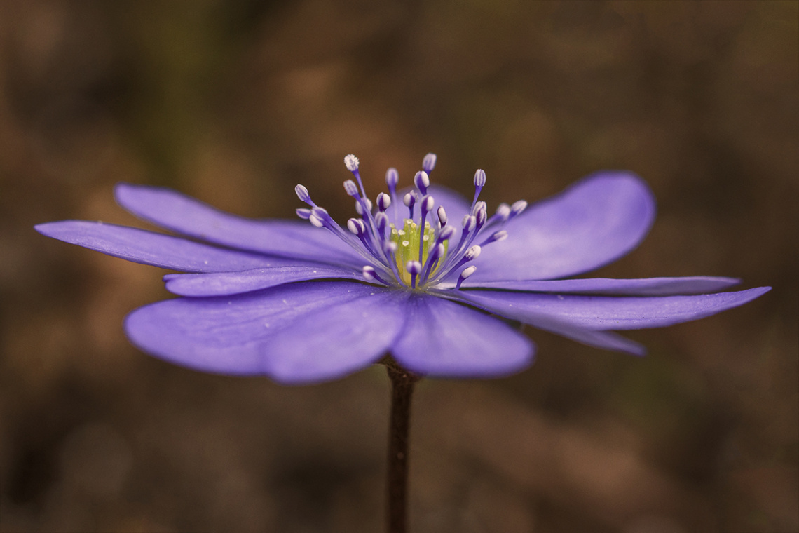 Leberblümchen - Hepatica nobilis