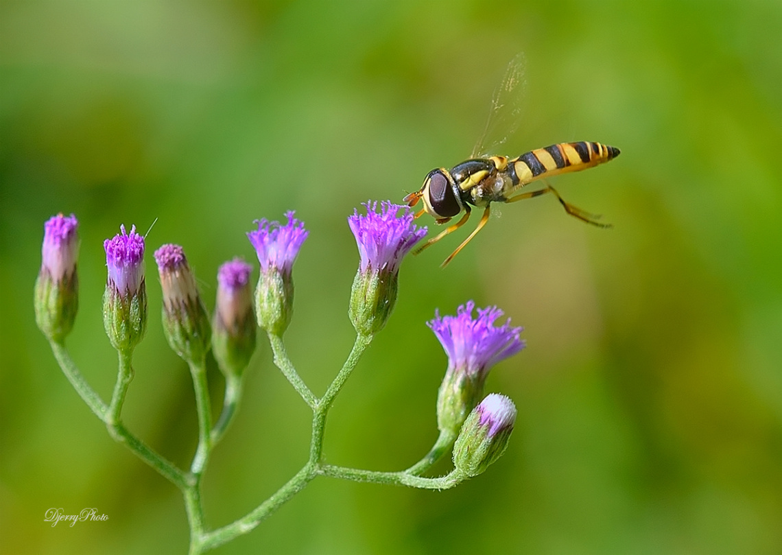 Hoverfly