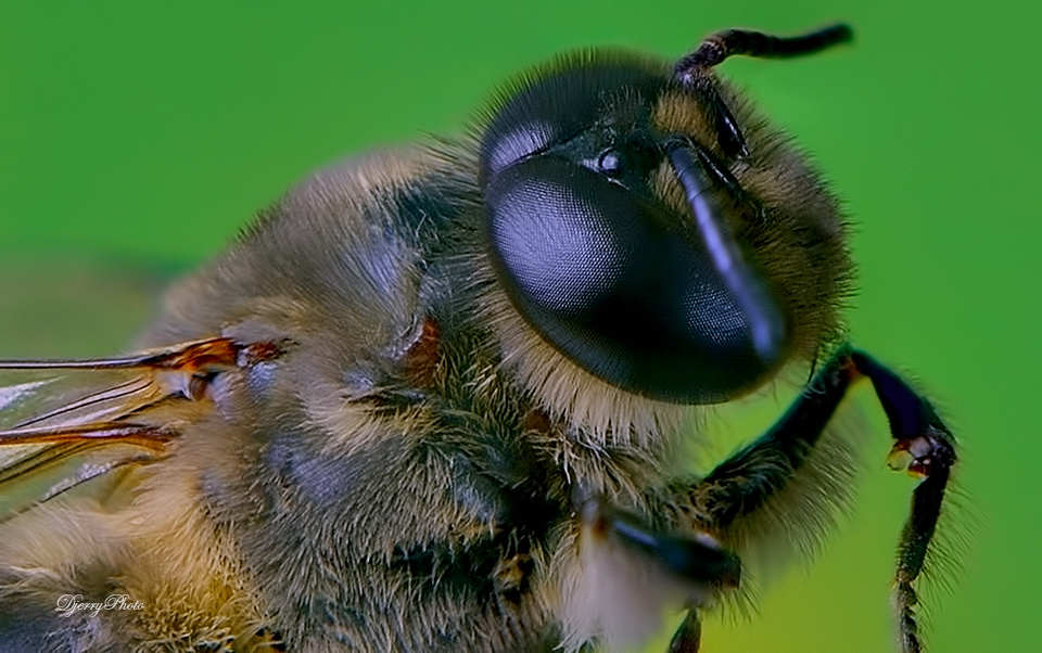 Nectar Bees