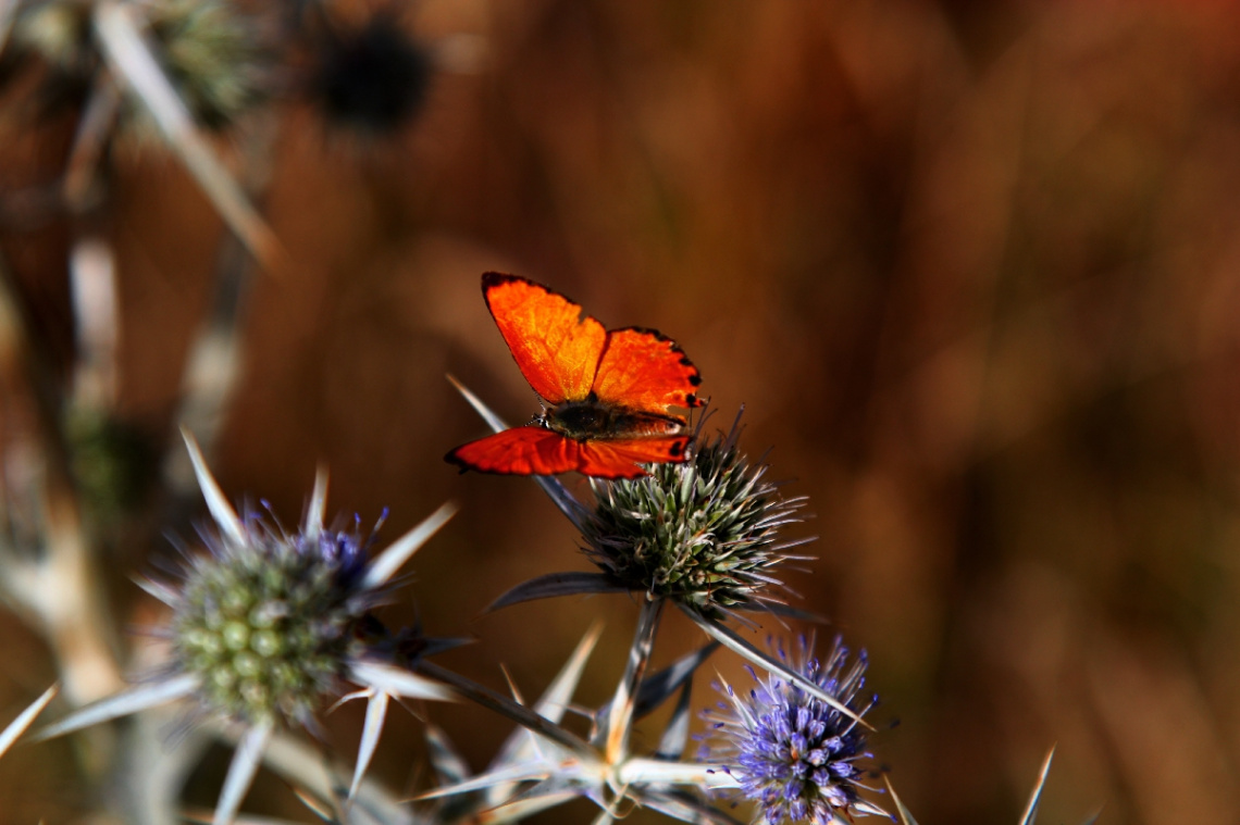 Orange Butterfly