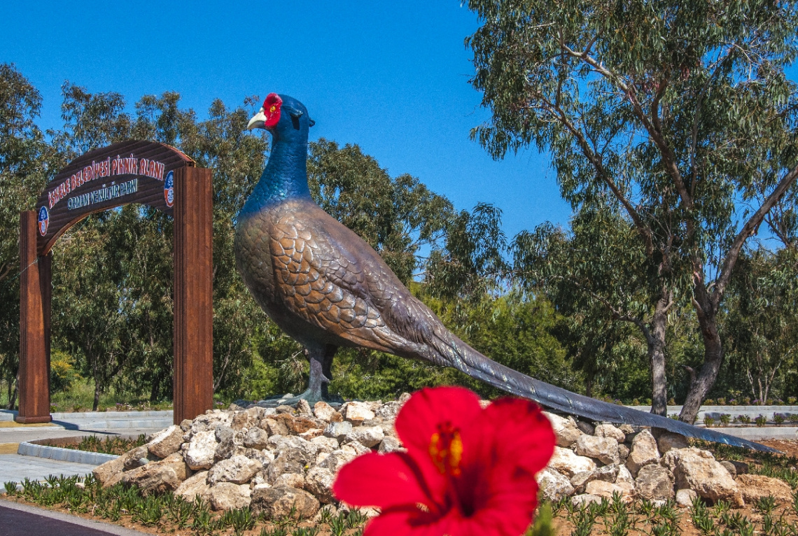 Pheasant