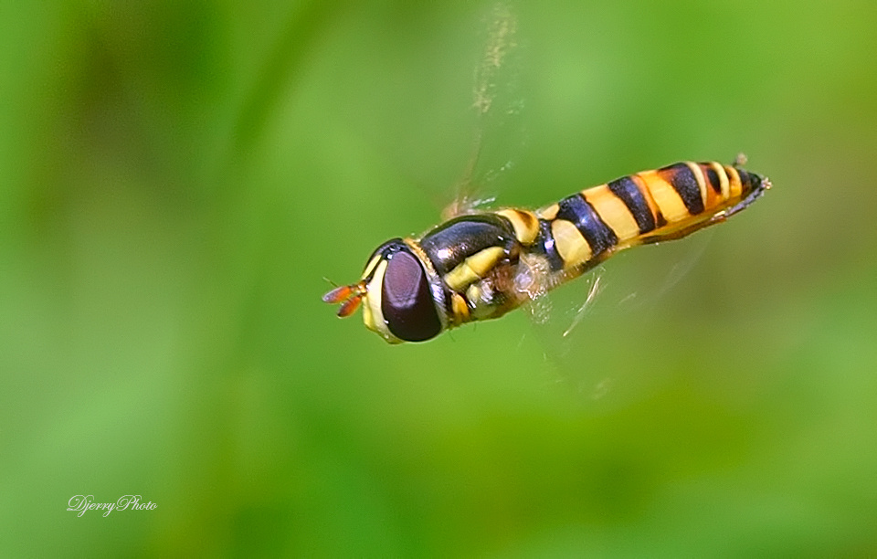 Hoverfly