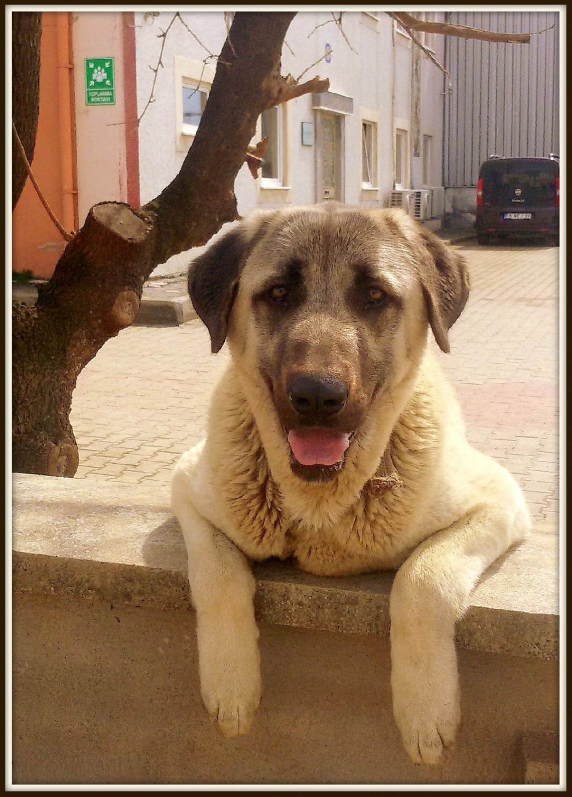 Kangal Köpeği