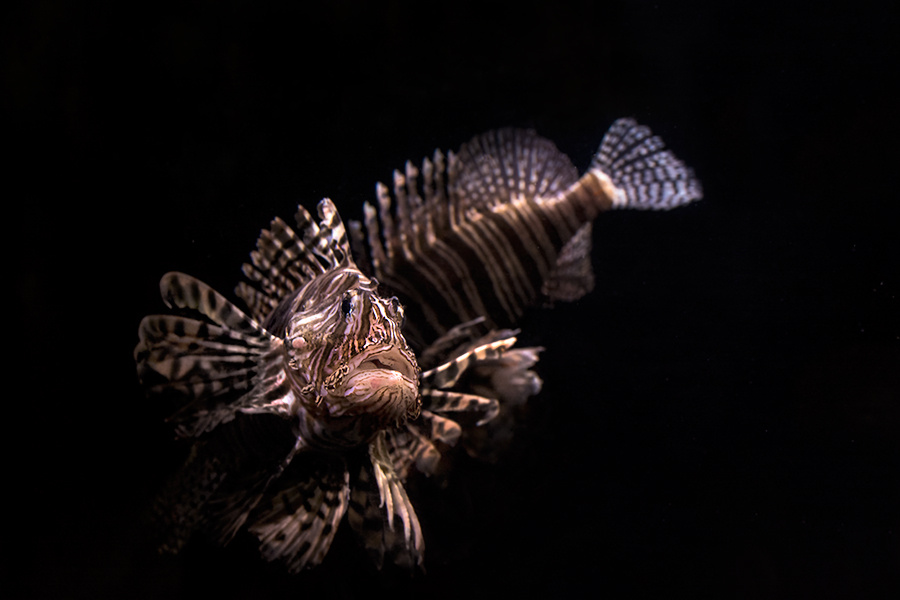 Red Ionfish - Pterois volitans