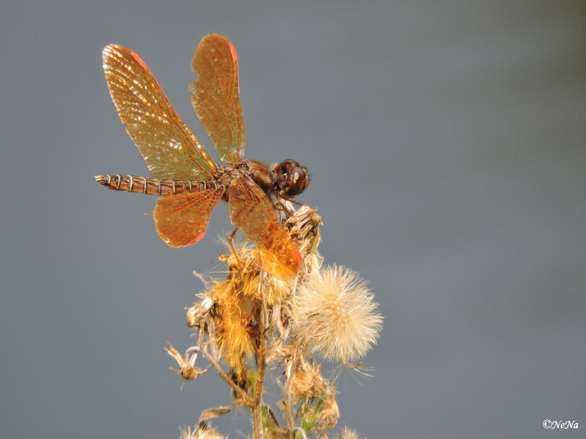 Mini Golden Dragonfly