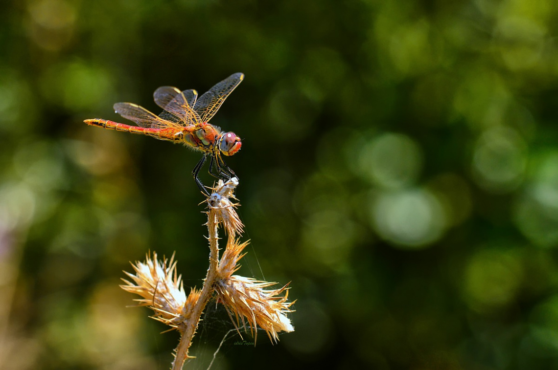 DRAGON FLY