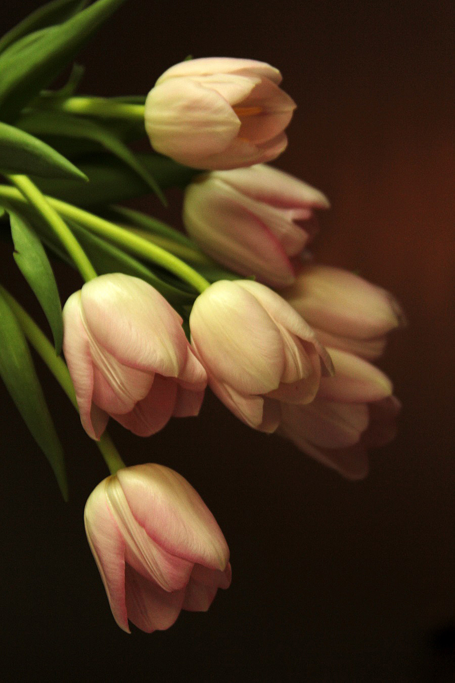Pale tulips- series