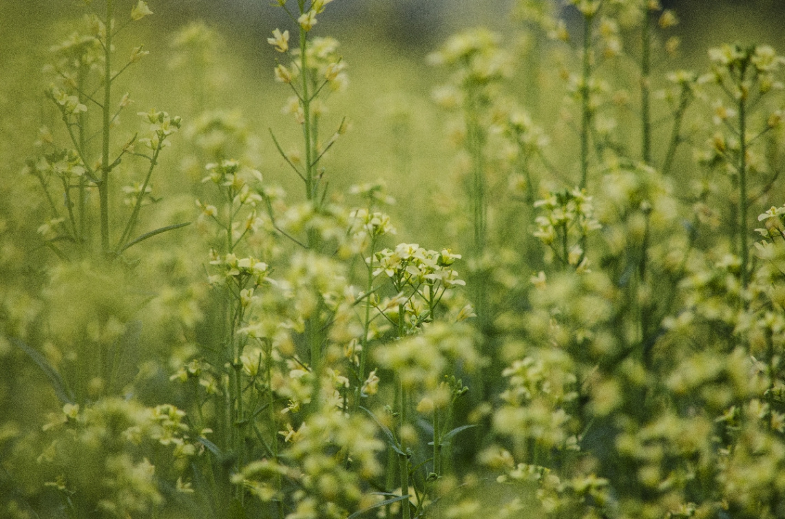 Yellow (Mustard Flowers)