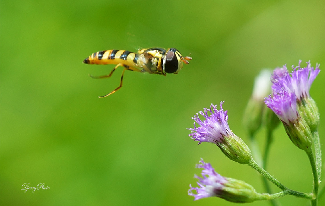 Hoverfly