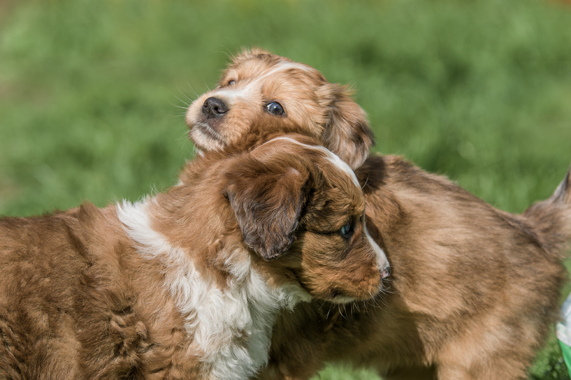 Wäller Puppy