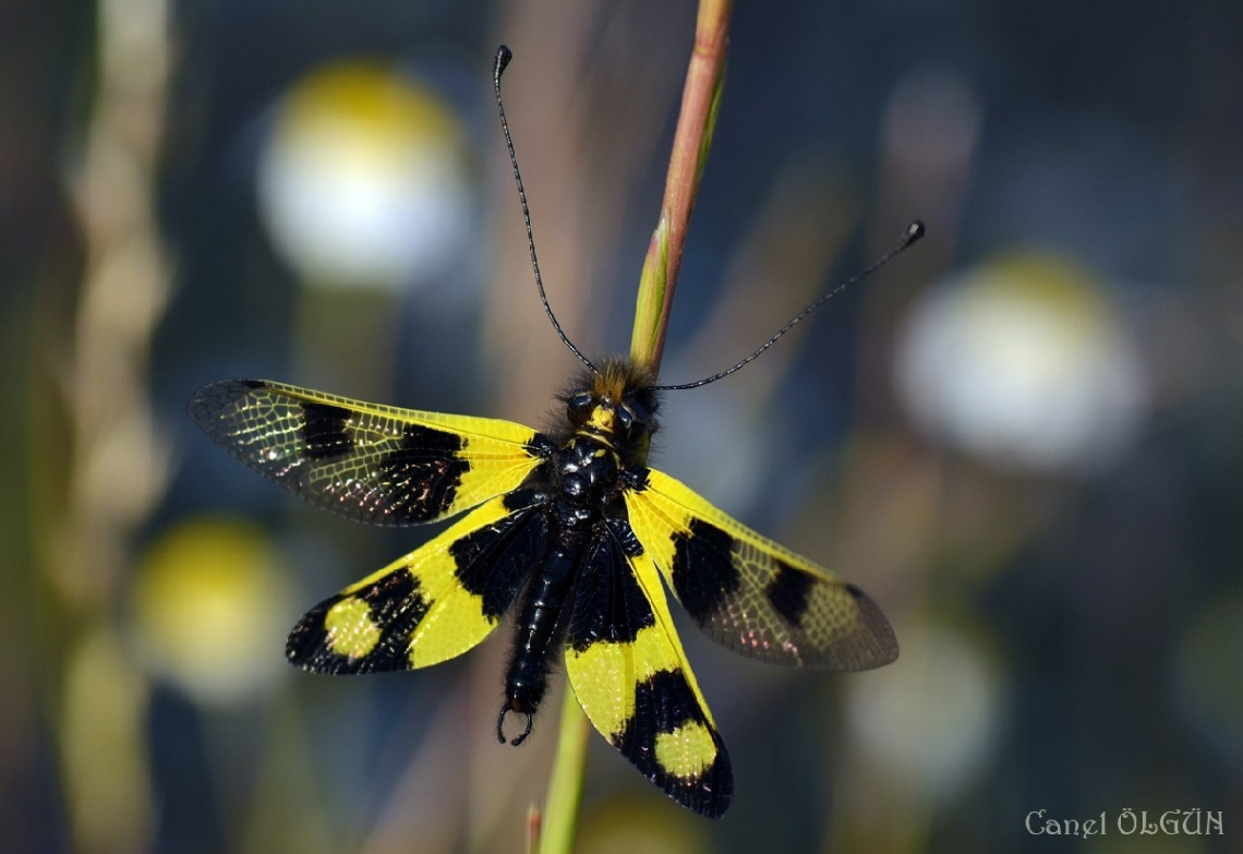 Baykuş sineği (Ascalaphus libelluloides)