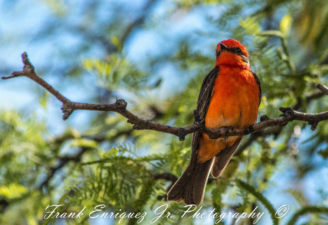 Vermilion Flycatcher Of Arizona