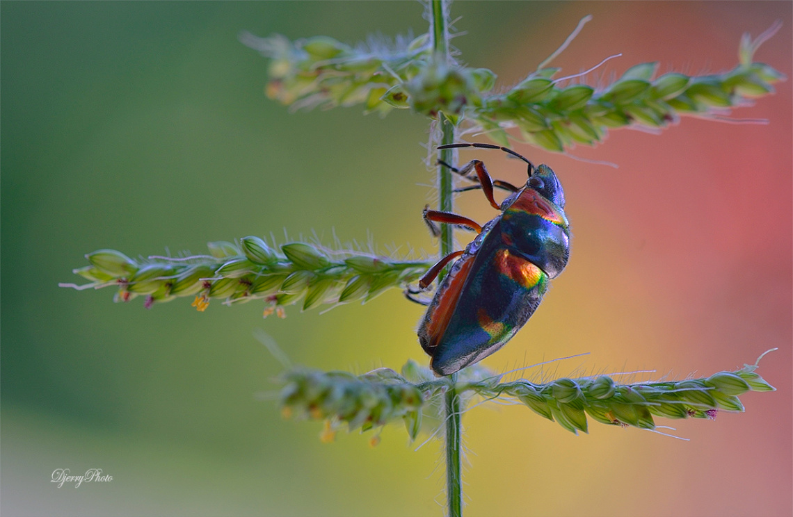 Colored insects