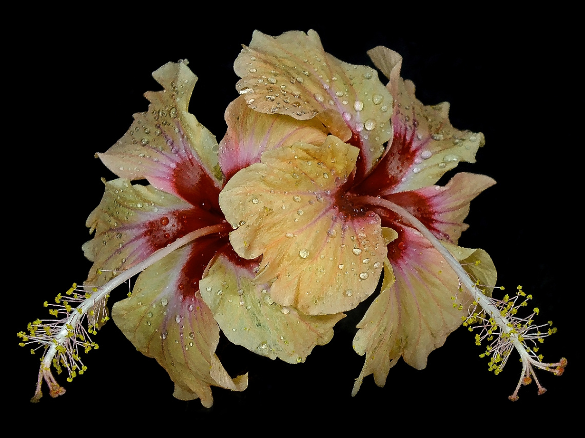 Hibiscus