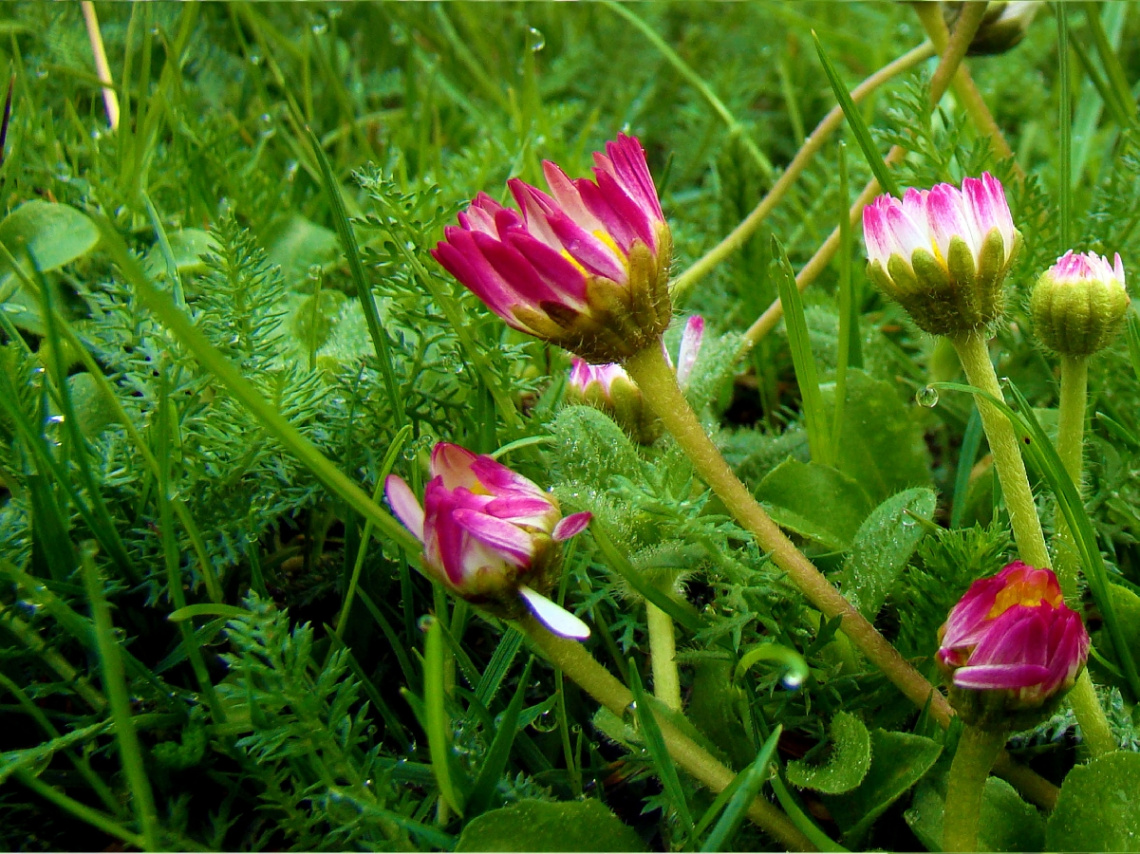 gänseblümchen.